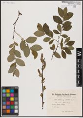 Foto von Salix aurita L. x Salix hastata L.